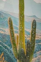 stampa Cactus b Mauro Ferretti (3).jpg