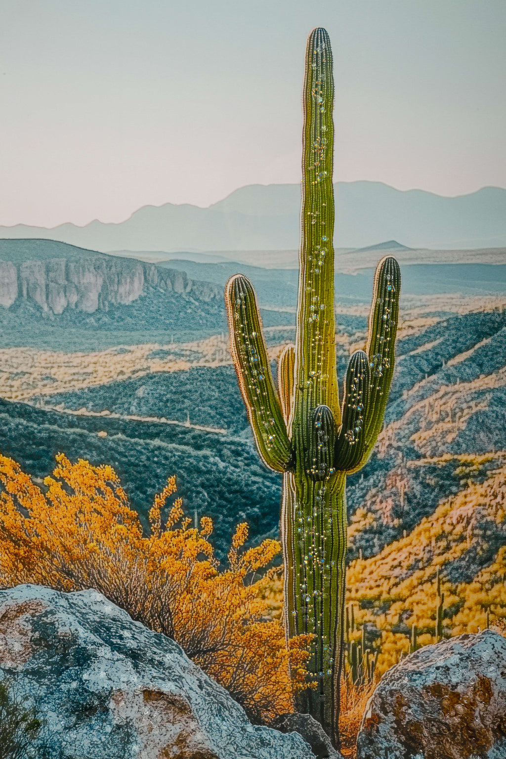 stampa Cactus b Mauro Ferretti (4).jpg