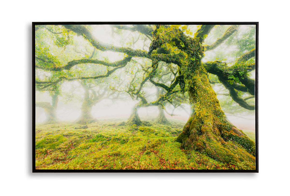 stampa su tela Foresta Mauro Ferretti (1).jpg