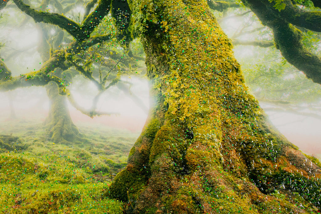 stampa su tela Foresta Mauro Ferretti (2).jpg